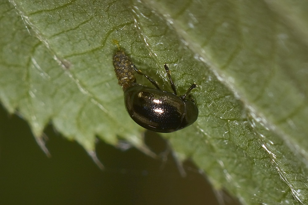 Oomorphus concolor, Chrysomelidae. 